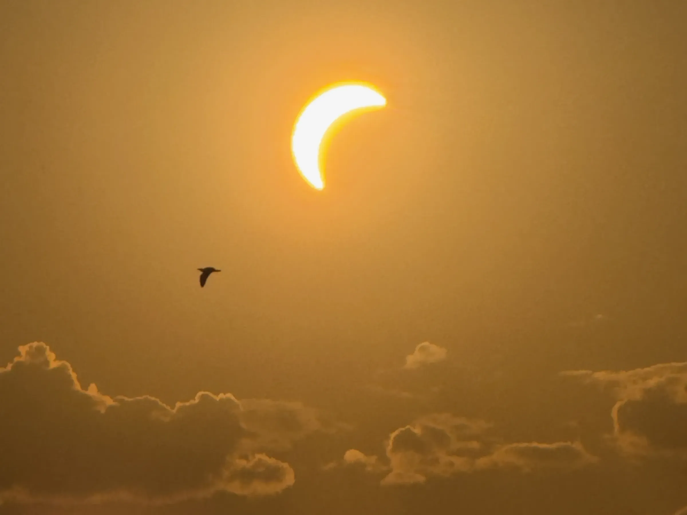 Canard devant l’éclipse