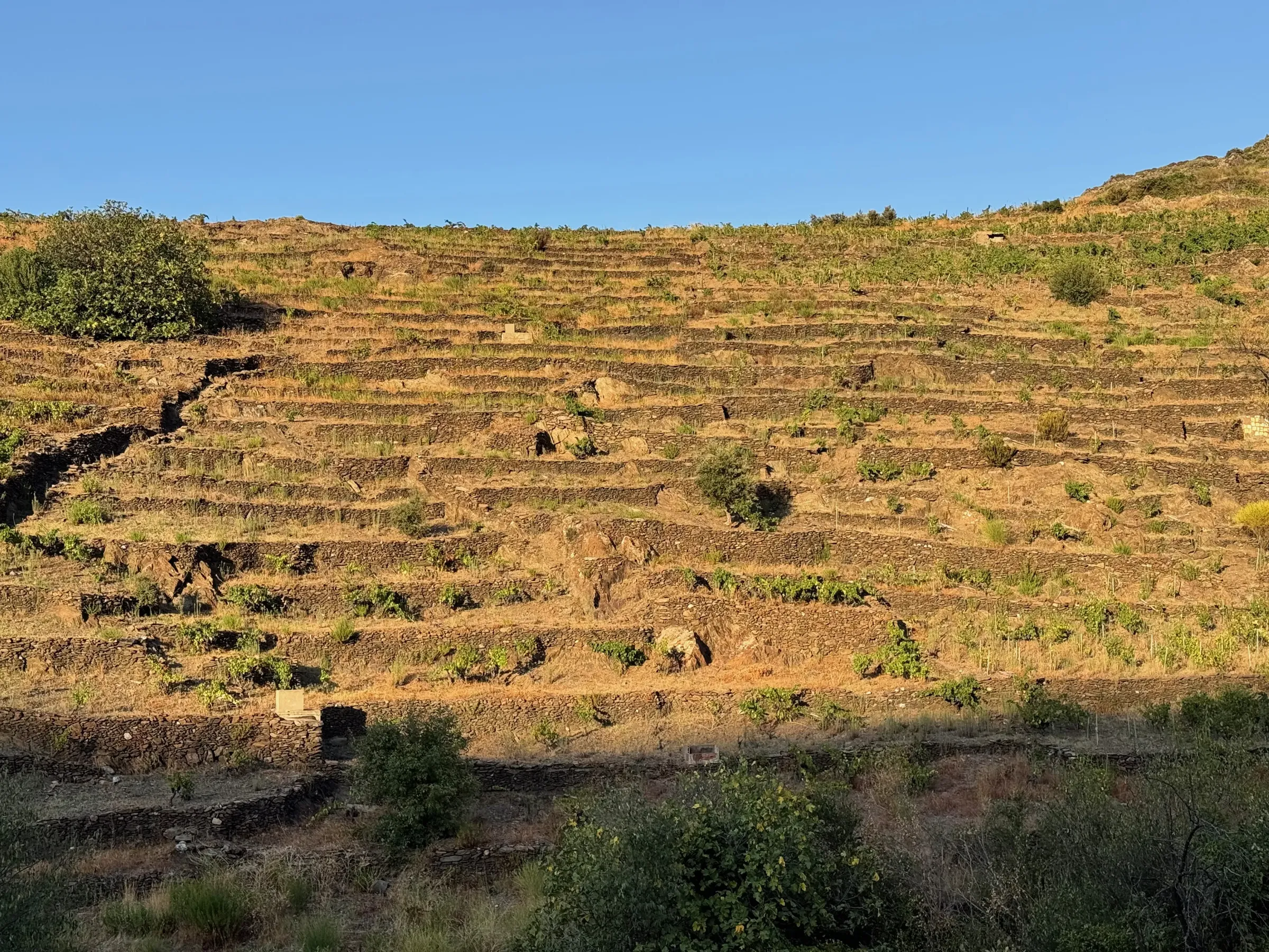 Vignes