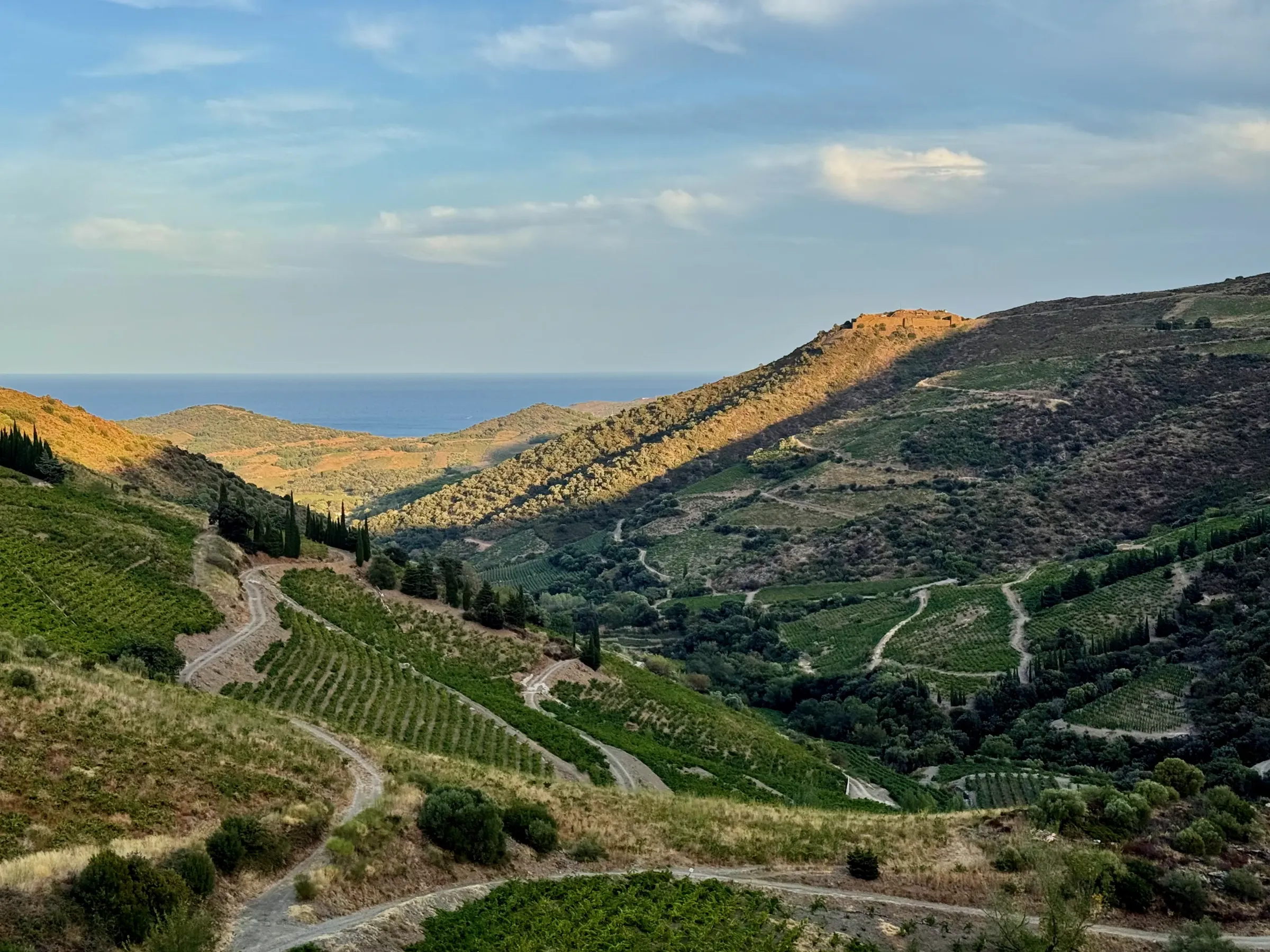 Vignes