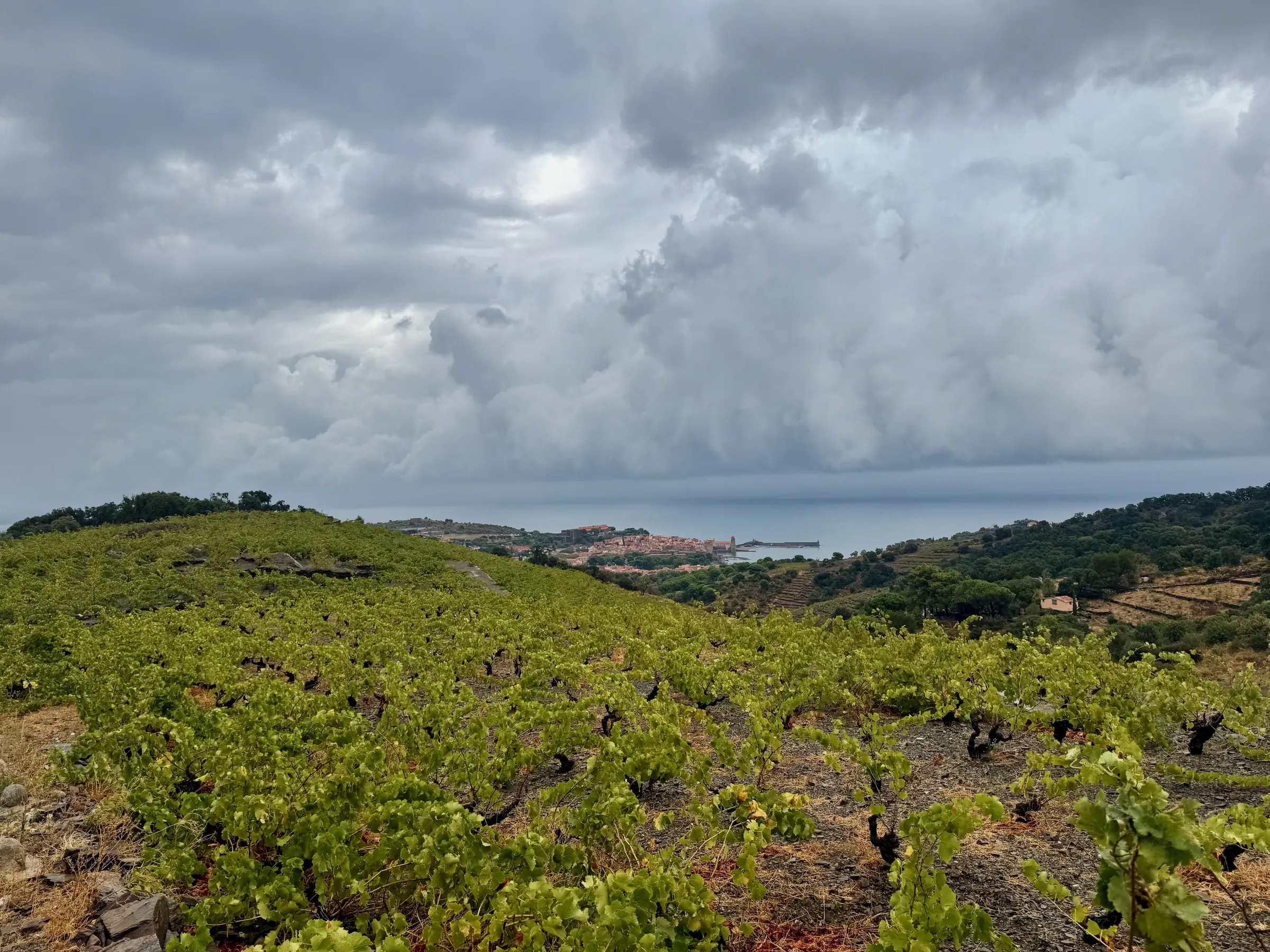 Collioure