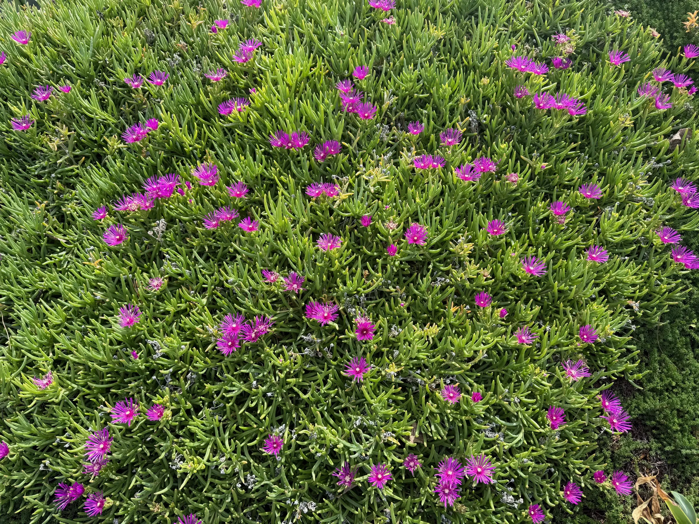 Le second printemps